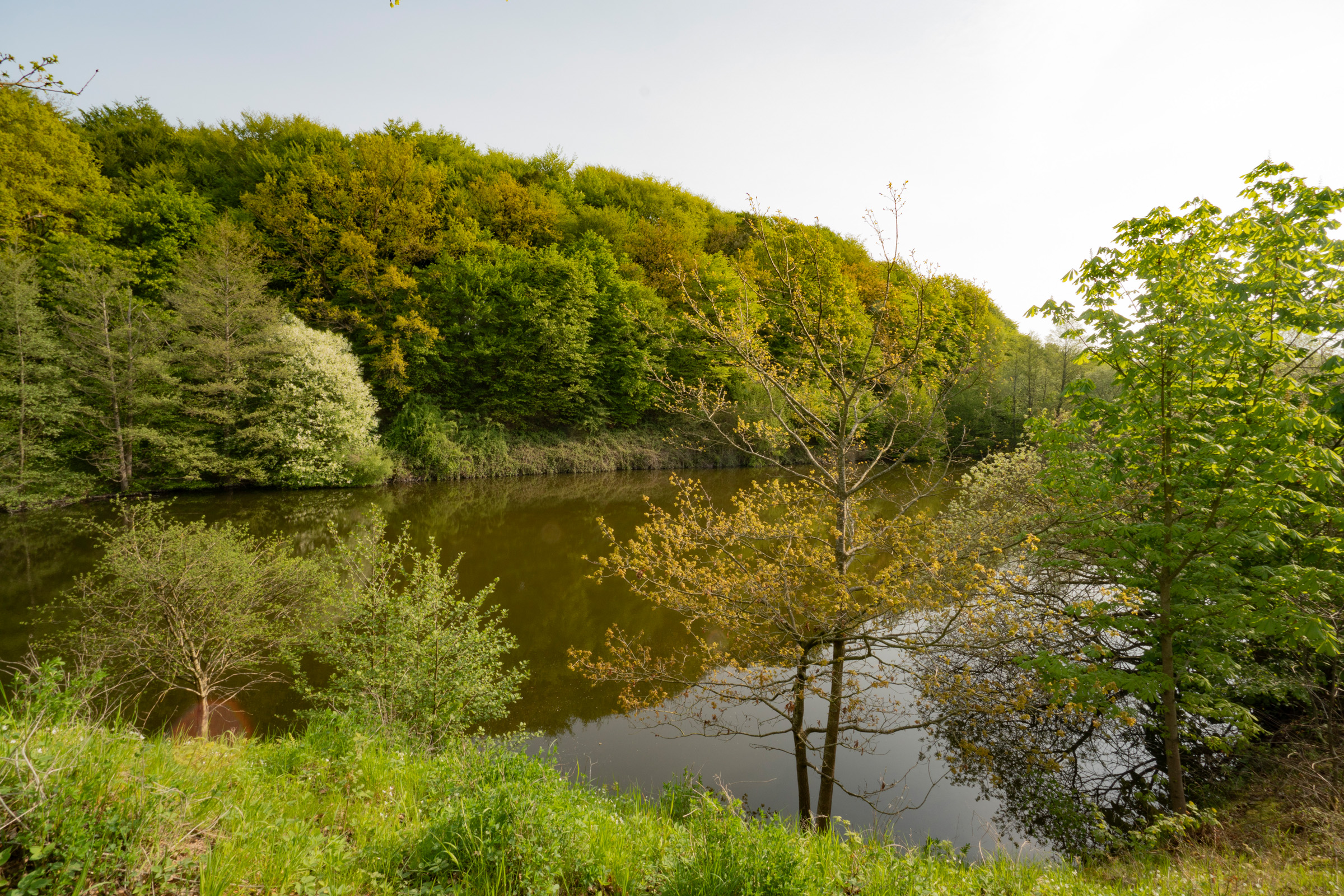 Kleiner Teich grenzt im Hintergrund an einen bewaldeten Hügel.