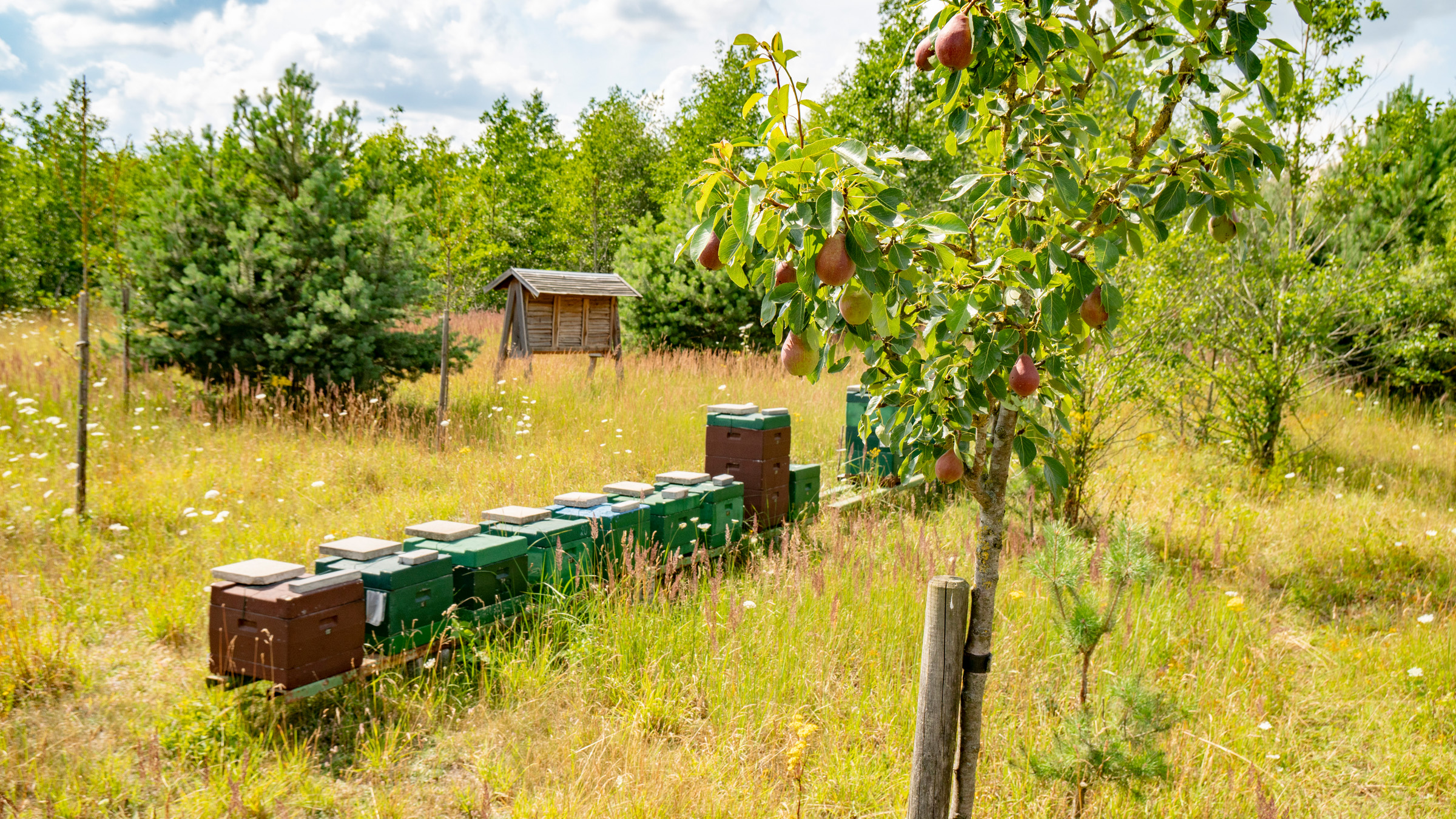 Bienenkästen und ein Birnenbaum auf einer Streuobstwiese